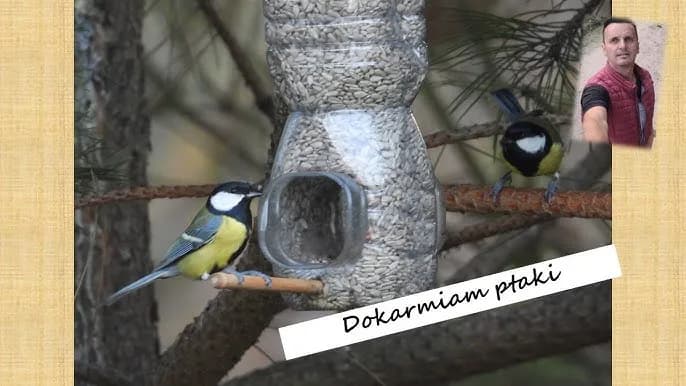 Jak zrobić pułapkę na ptaki z butelki - prosta i skuteczna metoda