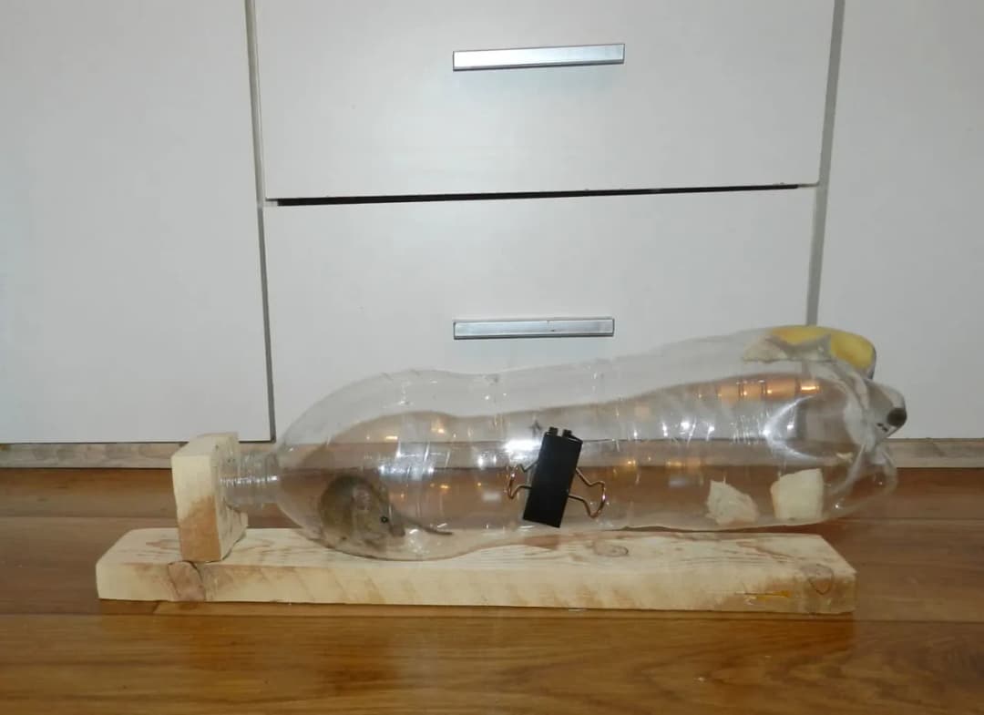 Jak zrobić pułapkę na myszy z butelki – prosta i skuteczna metoda