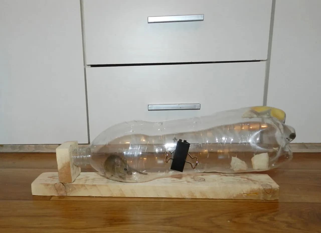 Jak zrobić pułapkę na myszy z butelki – prosta i skuteczna metoda