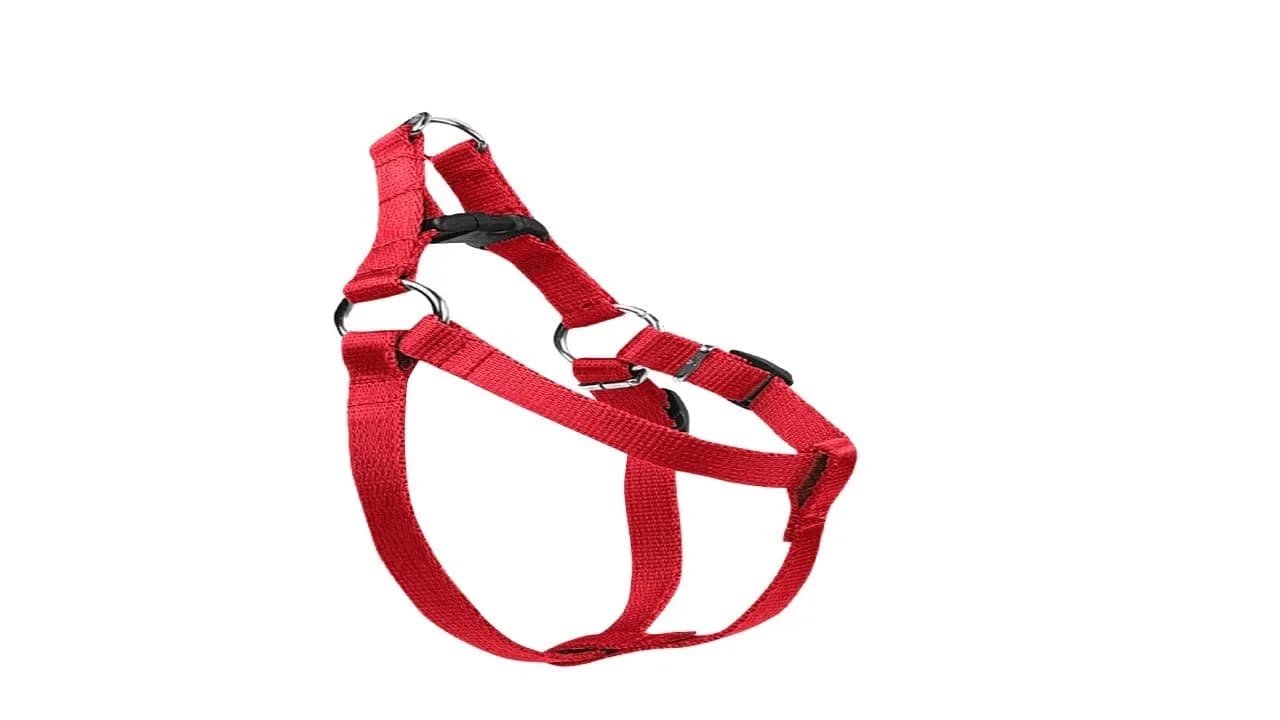 Jak założyć psu szelki - krok po kroku dla komfortu i bezpieczeństwa