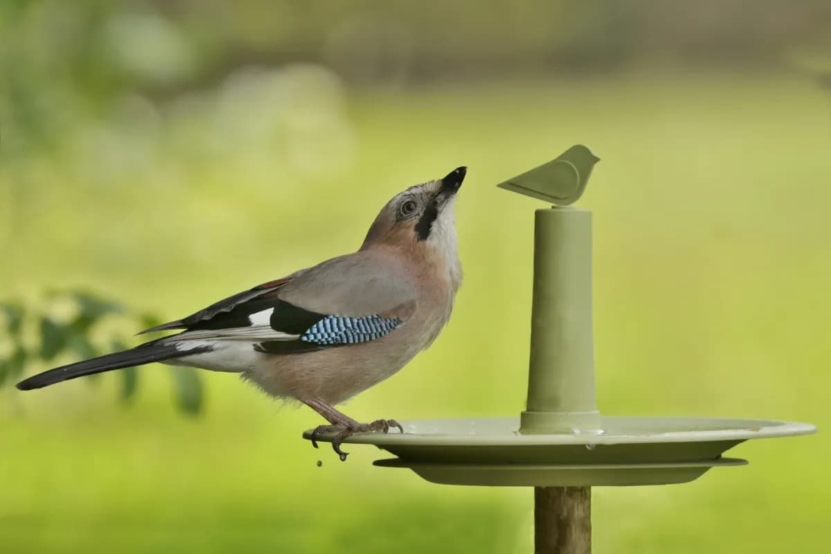 Jak stworzyć poidełko dla ptaków DIY - proste i tanie pomysły