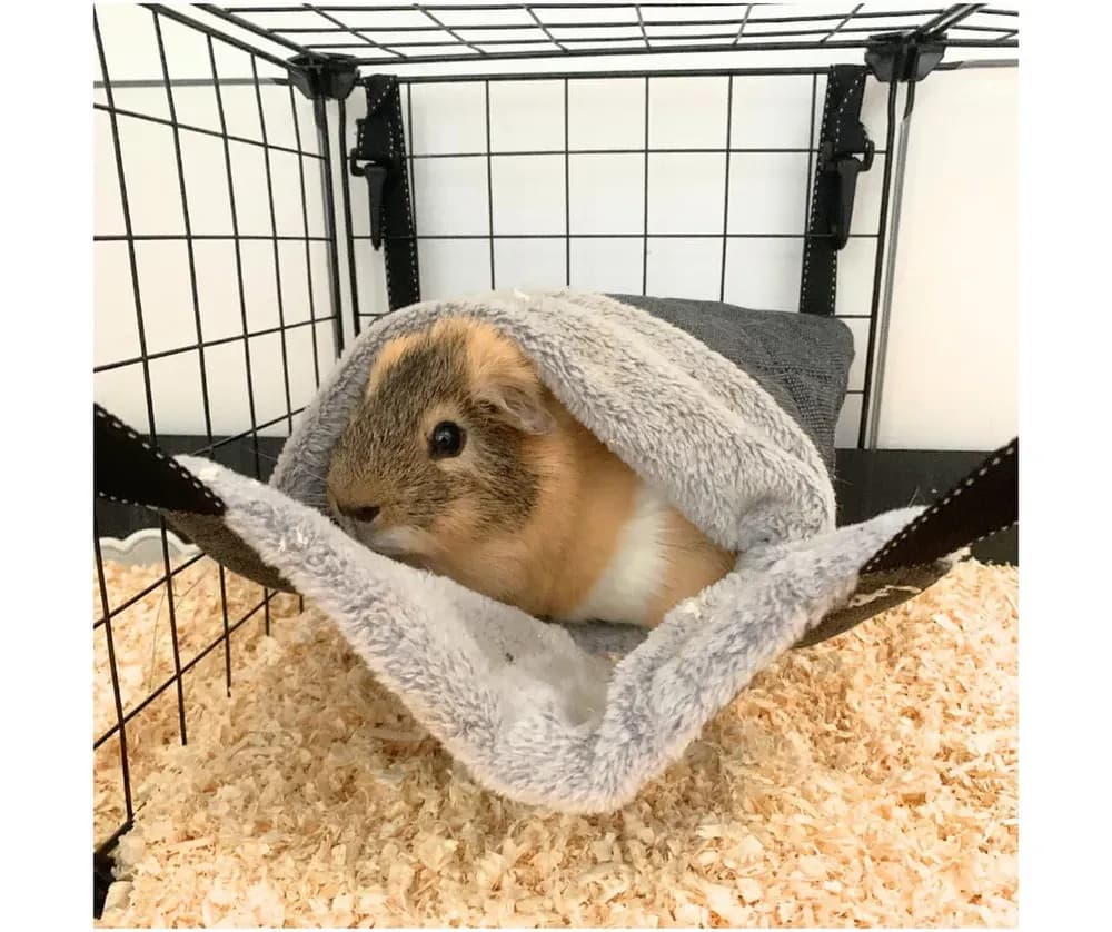 Jak uszyć norkę dla świnki morskiej, aby zapewnić jej komfort i bezpieczeństwo